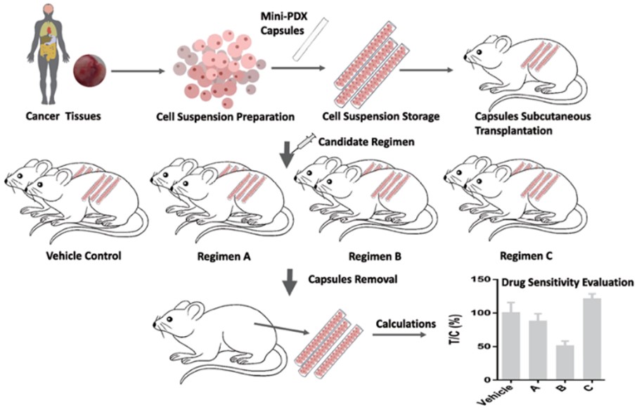 Fig. Schematic of 7 day MiniPDX® process