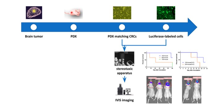 Fig. Schematic of PDOX process for brain tumors