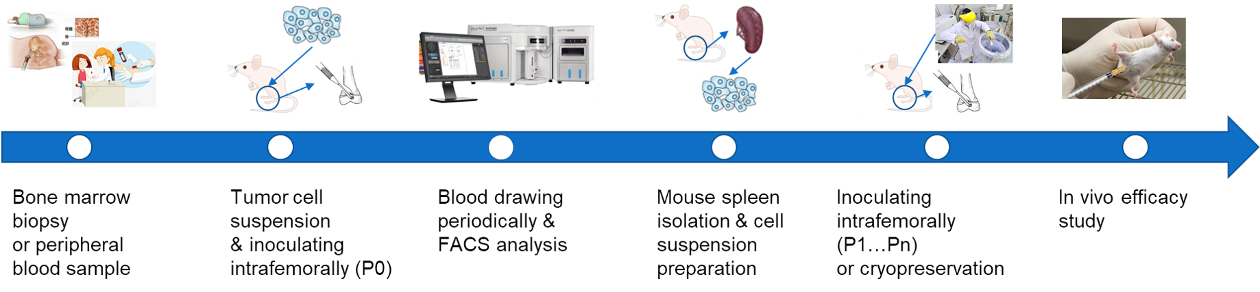 PDOX of Hematological Malignancies