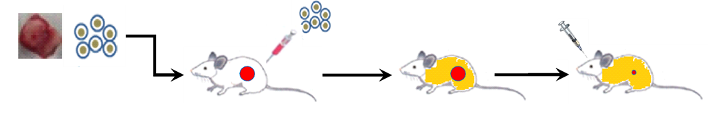 Flowchart of huPBMC reconstituted CDX-PDX model