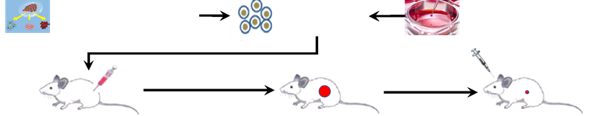 Flowchart of huPBMC+Mφ+cancer cells co-inoculating model