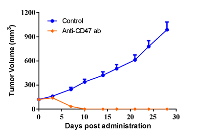 NALM-6 human B lymphoblastic leukemia cells